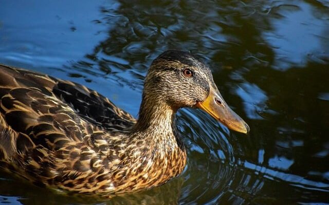 Lær at løse krydsord hurtigere med disse smarte tricks