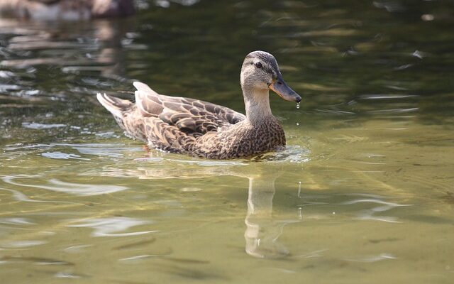 Krydsord for begyndere: 7 smarte teknikker til at komme i gang