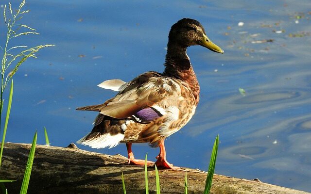 Undgå de klassiske fejl i krydsord