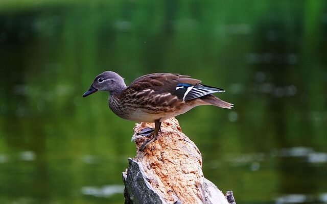 Krydsord-genveje: Forkortelser og klassiske ord, der driller
