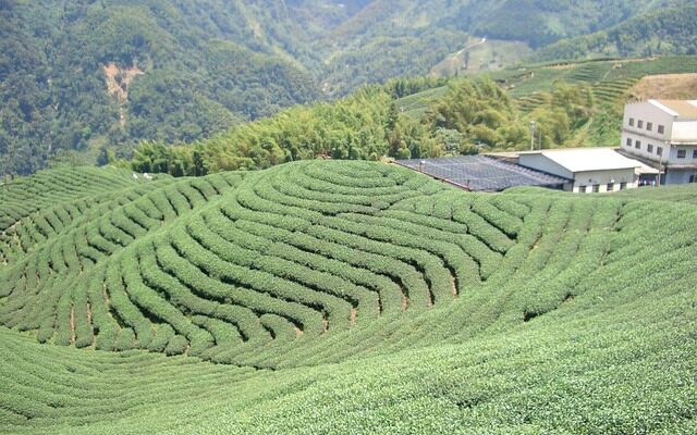 Ritualer og ro: Gør dit uderum til et japansk te-paradis